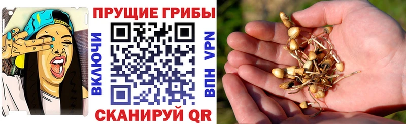 Псилоцибиновые грибы Psilocybe  Георгиевск 